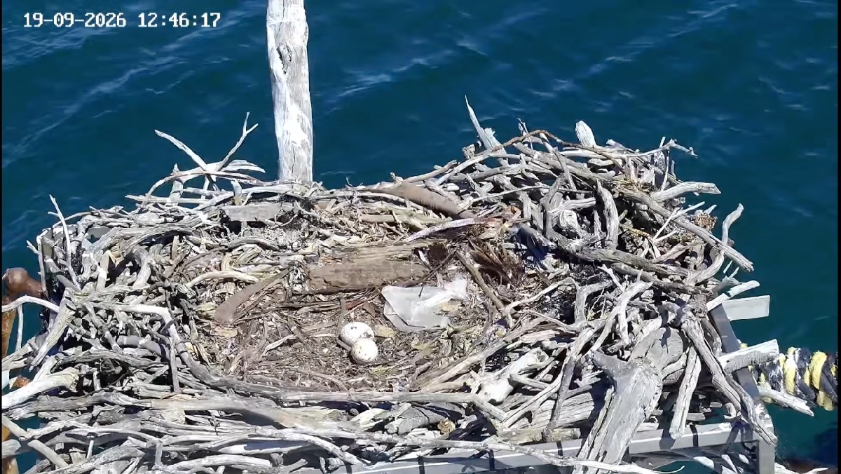 Two eggs in an osprey nest